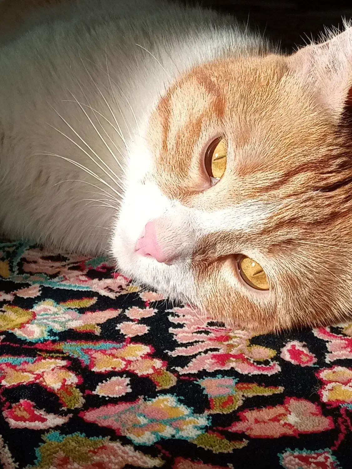 گربه نژاد DSH|گربه|شاهینشهر, شهرک گلدیس|دیوار