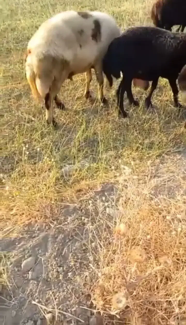 قورچ|حیوانات مزرعه|سیلاخور, |دیوار