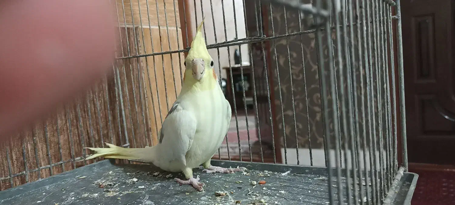 عروس هلندی|پرنده|تربتحیدریه, باغ سلطانی|دیوار