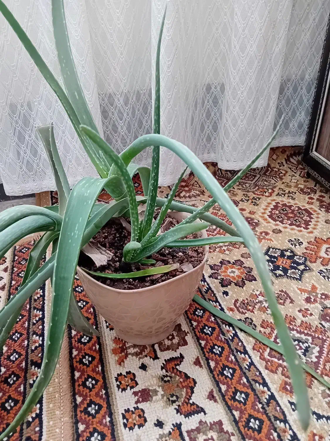 گل و گیاه|گل و گیاه طبیعی|قم, شاه ابراهیم|دیوار