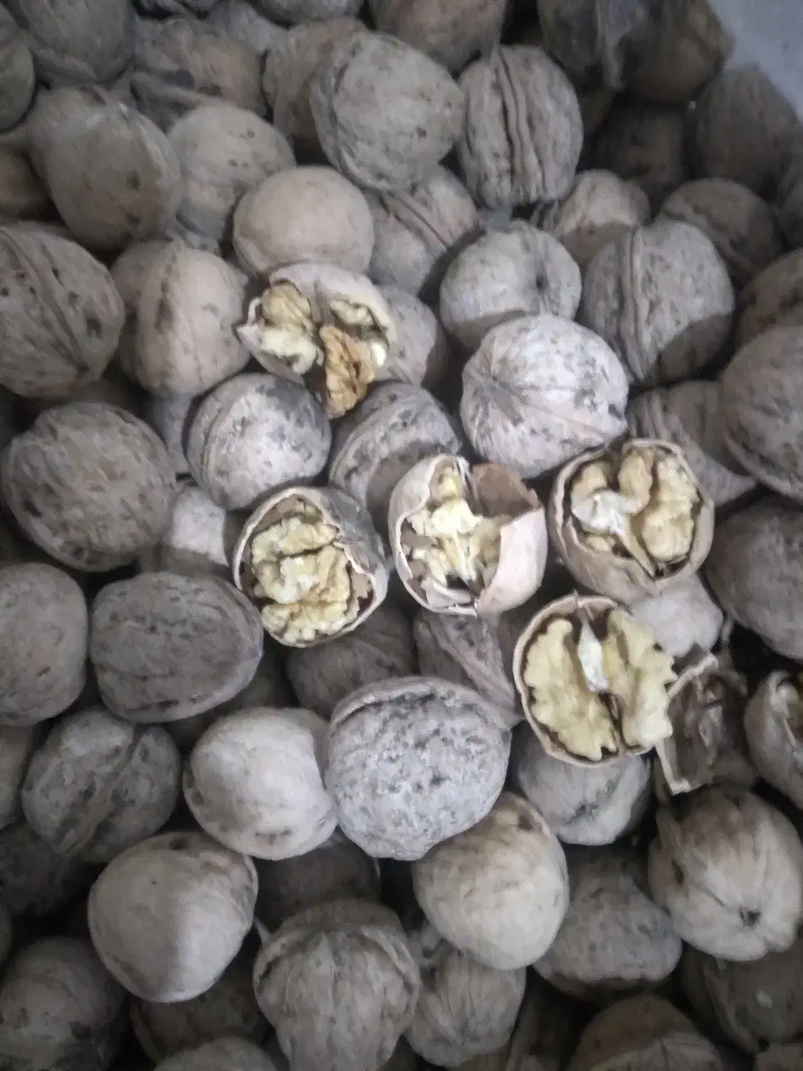 گردو جنگلی و خوش مزه|خوردنی و آشامیدنی|شوش, |دیوار