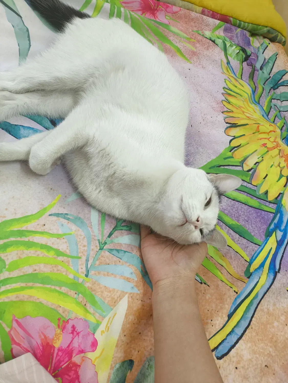 گربه|گربه|تهران, شهرک آزادی|دیوار