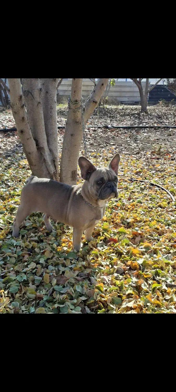 فرنچ بولداگ ماده|سگ|کرمانشاه, |دیوار