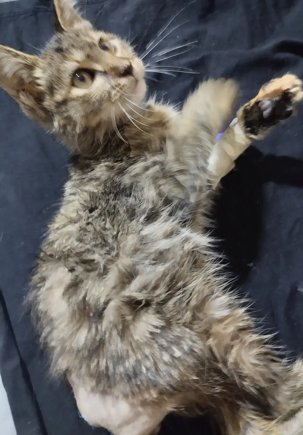 واگذاری بچه گربه|گربه|پاکدشت, خاتون آباد|دیوار