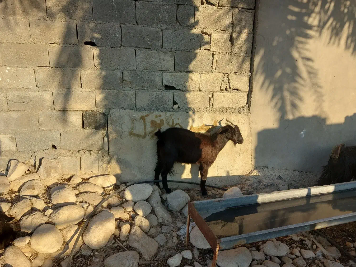 بزمحلی|حیوانات مزرعه|بندر کنگان, |دیوار