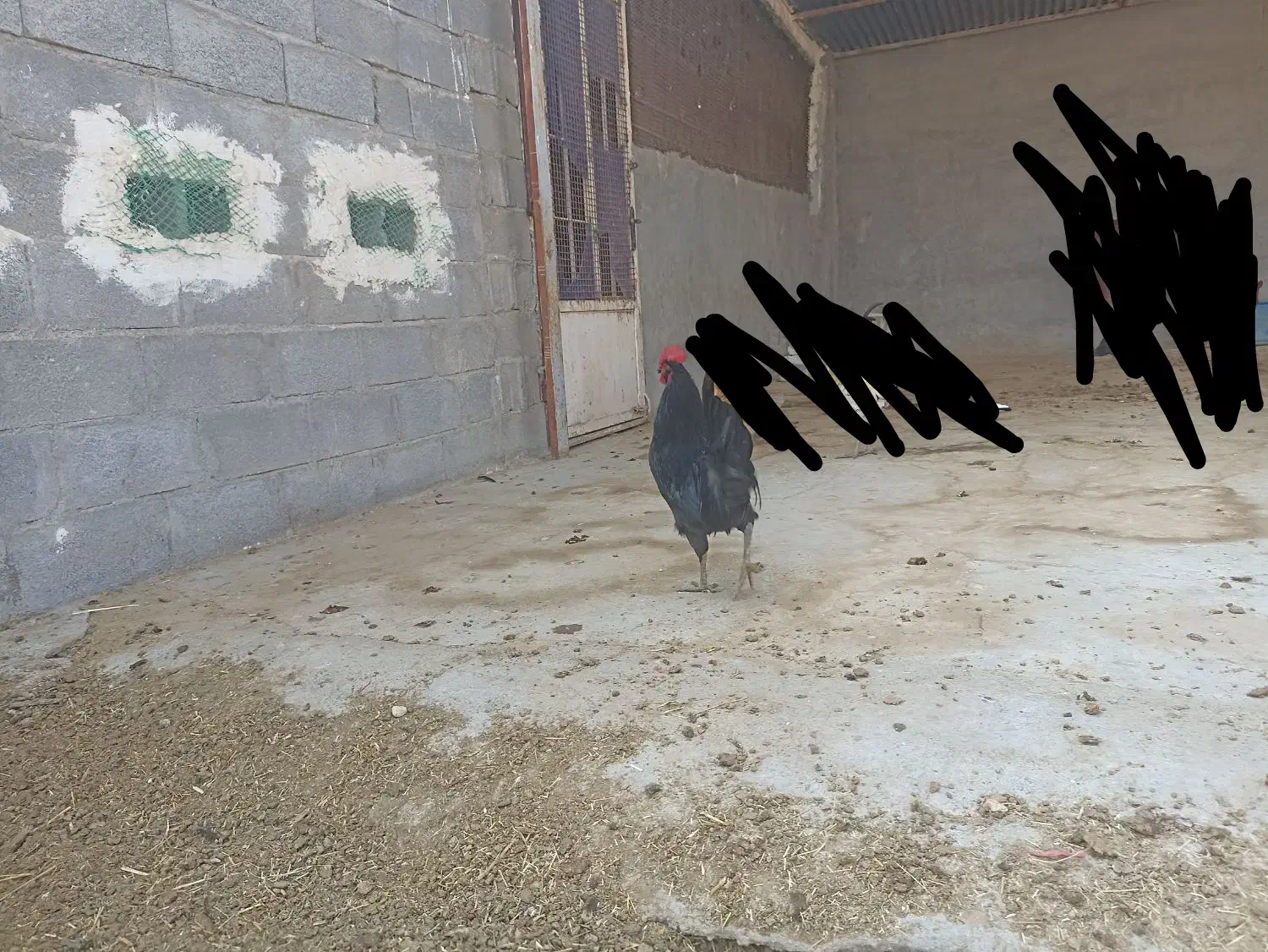 مرغ و خروس|حیوانات مزرعه|بندر کنگان, |دیوار