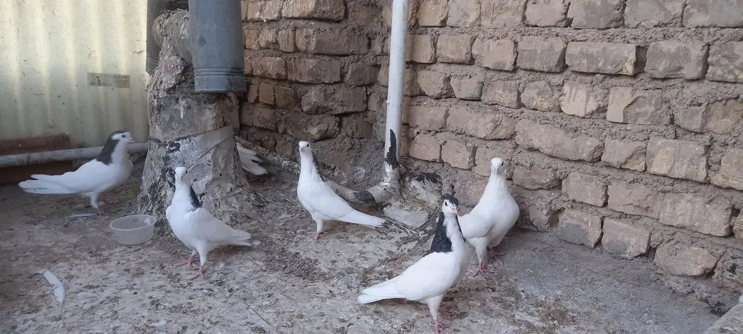 کفتر قلاغ دولا گل‌پنبه‌ای|پرنده|خمینی‌شهر, |دیوار