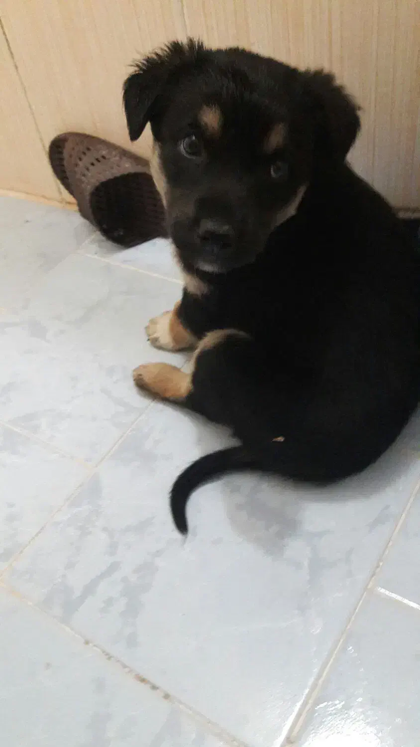 فروش فوری توله سگ دوبرمن|سگ|تهران, تجریش|دیوار