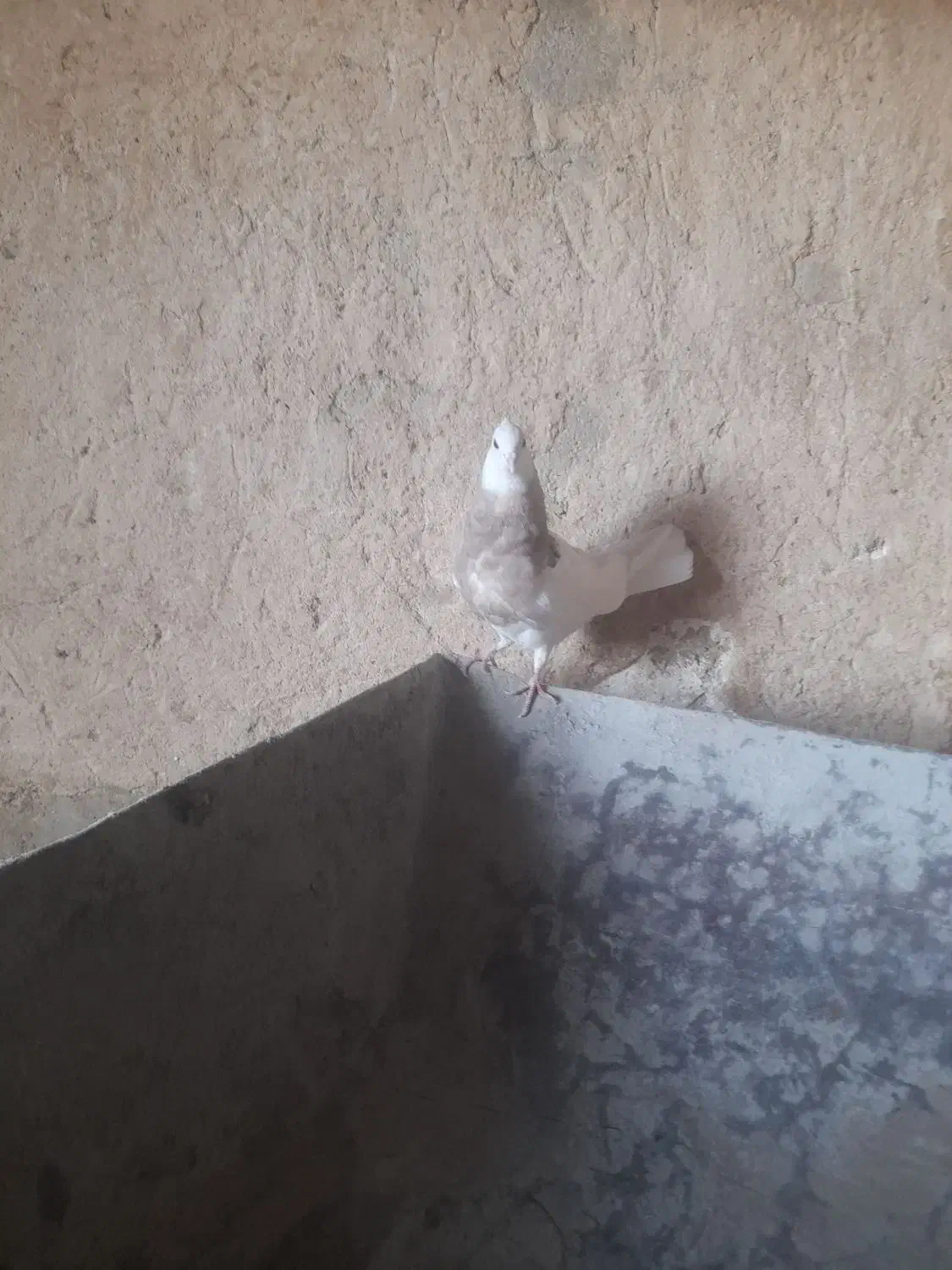 طوقی کارتونی|پرنده|ایذه, |دیوار