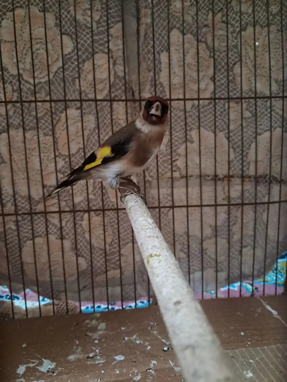 سهره ماده چونه|پرنده|رشت, حافظ آباد|دیوار