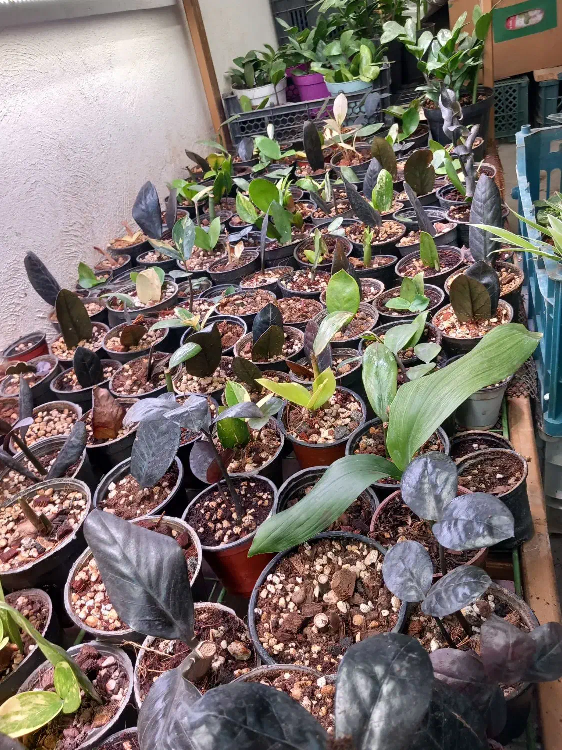 گیاه زامیفولیا ابلغ|گل و گیاه طبیعی|زرند, |دیوار