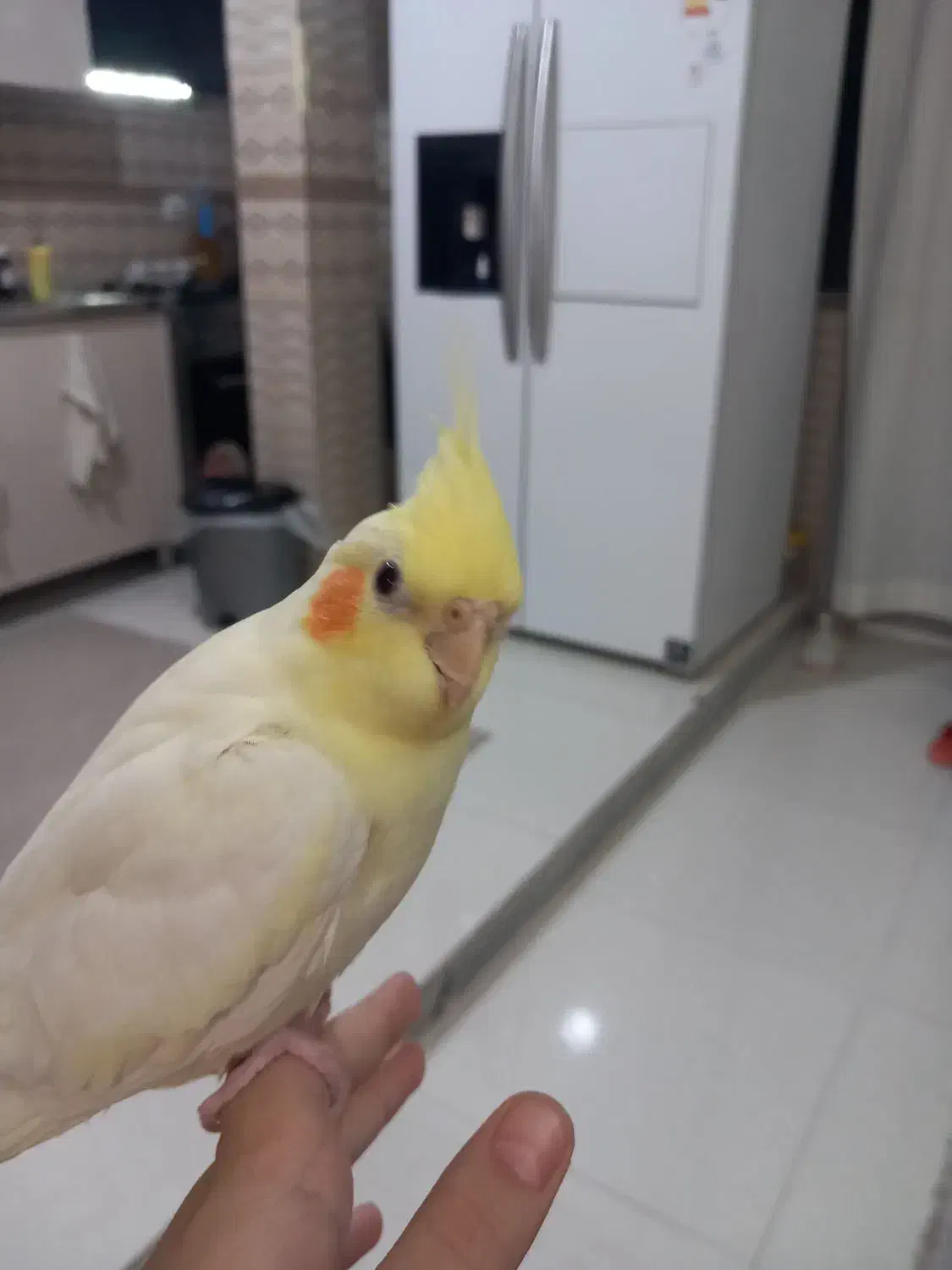 عروس هلندی ماده|پرنده|مشکین‌دشت, |دیوار