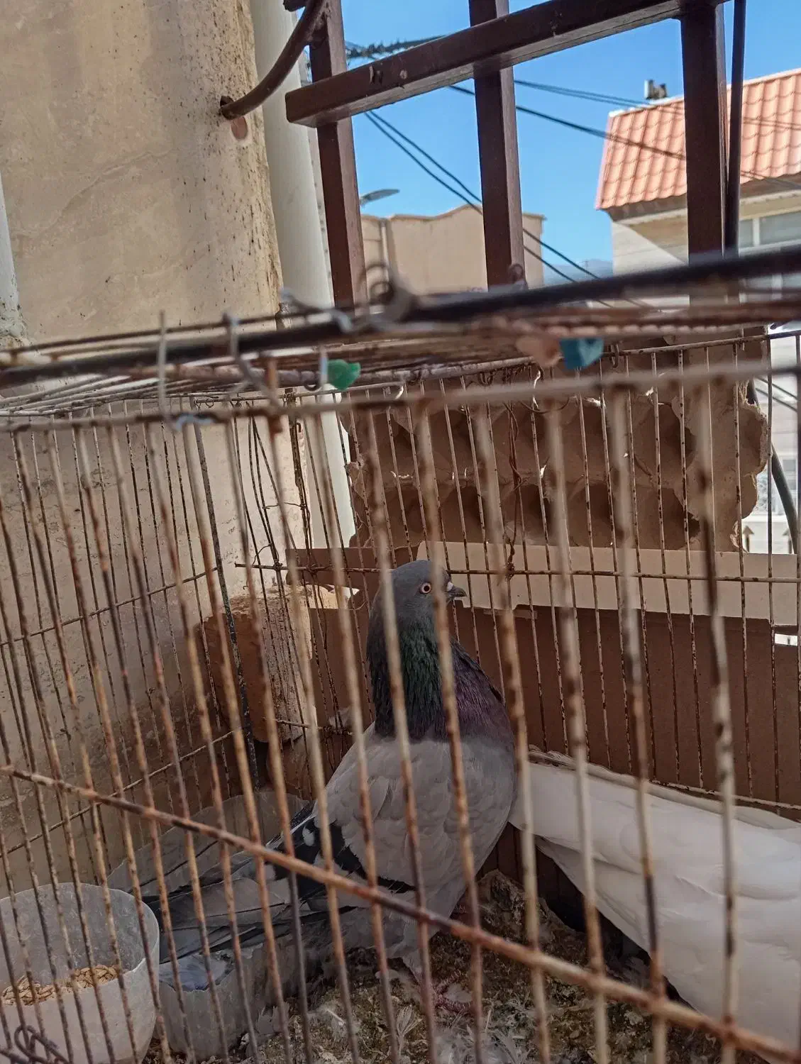 کبوتر|پرنده|ایوان, |دیوار