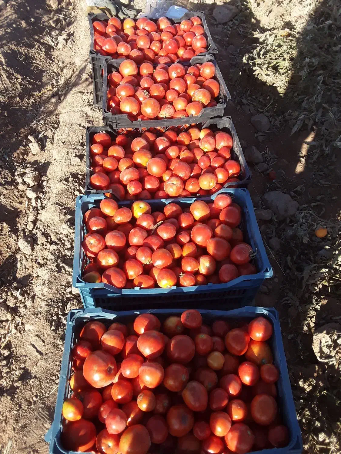 گوجه فرنگی|خوردنی و آشامیدنی|افشار, |دیوار