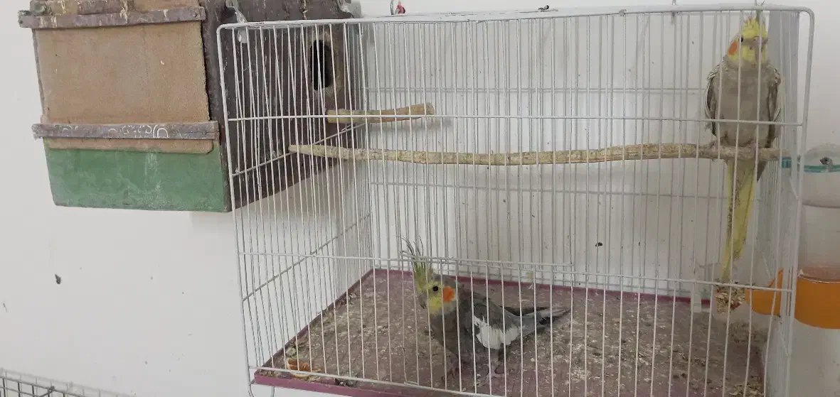 جفت نرو ماده عروس هلندی تخم و جوجه ای رو جوجه بودن|پرنده|زابل, |دیوار