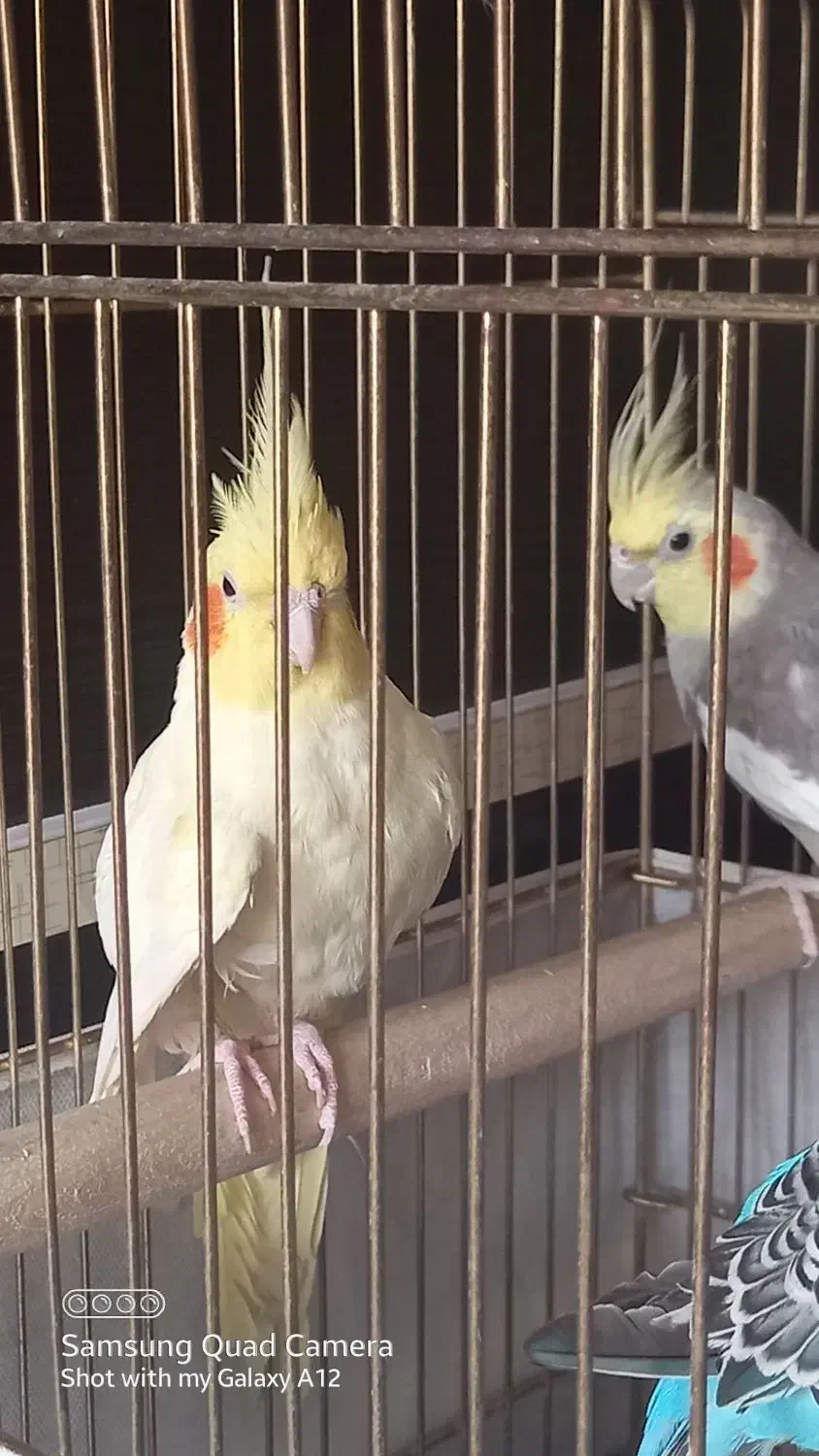 یک جفت عروس هلندی|پرنده|قم, بنیاد|دیوار