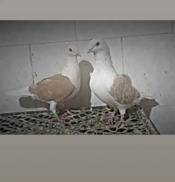 دوکت زرد|پرنده|میرجاوه, |دیوار