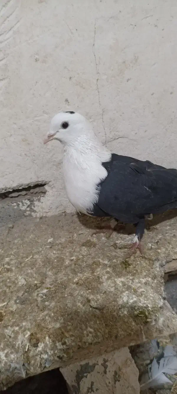 کفتر|پرنده|سیدآباد, |دیوار