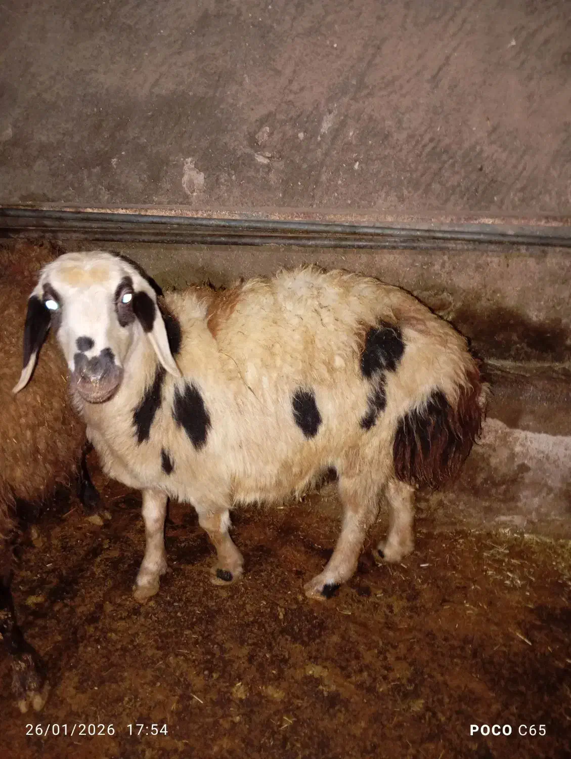 بره پلنگی|حیوانات مزرعه|زاغه, |دیوار