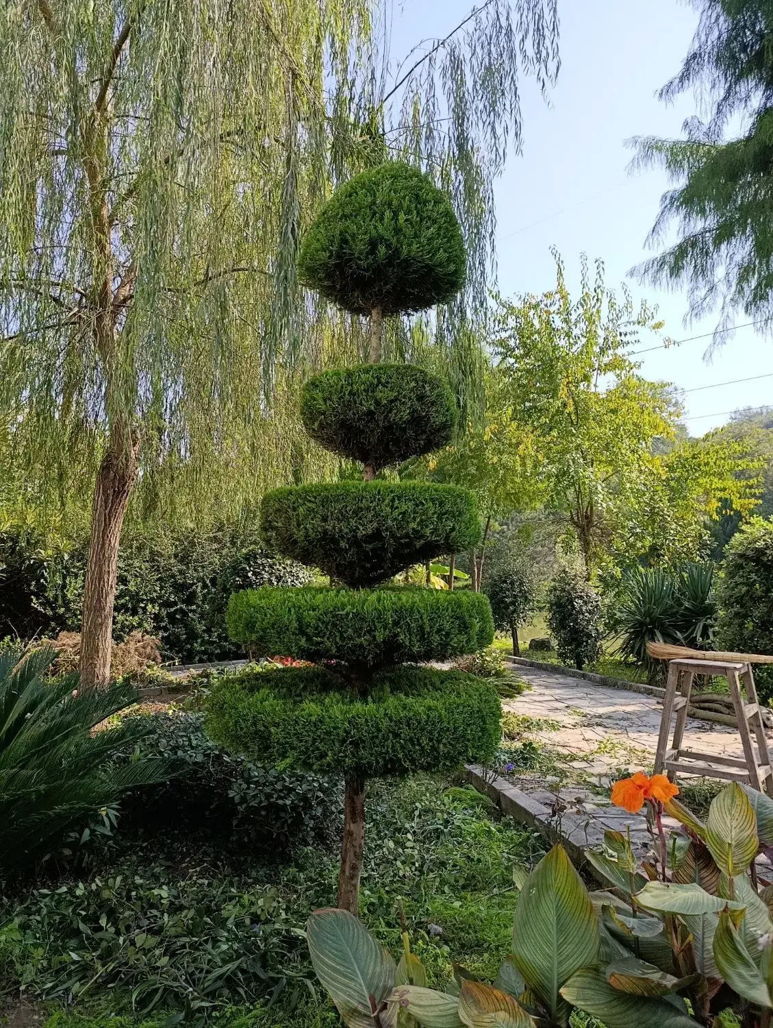 هرسکاری تخصصی با دستگاه و سمپاشی، علف تراش|خدمات باغبانی و درختکاری|چمستان, |دیوار