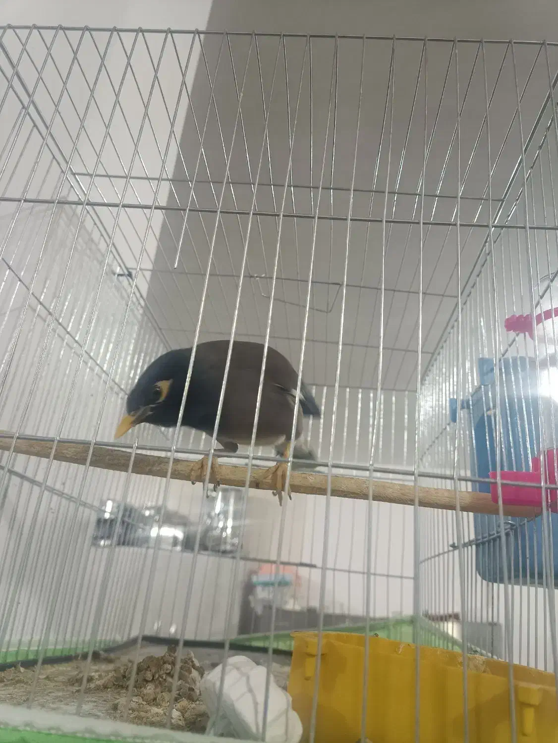 مرغ مینا|پرنده|بم, |دیوار