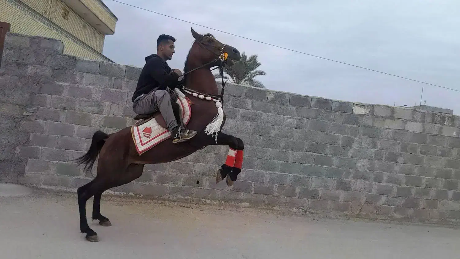 شیرزاد نریون عرب|اسب و تجهیزات اسب‌سواری|ارد, |دیوار