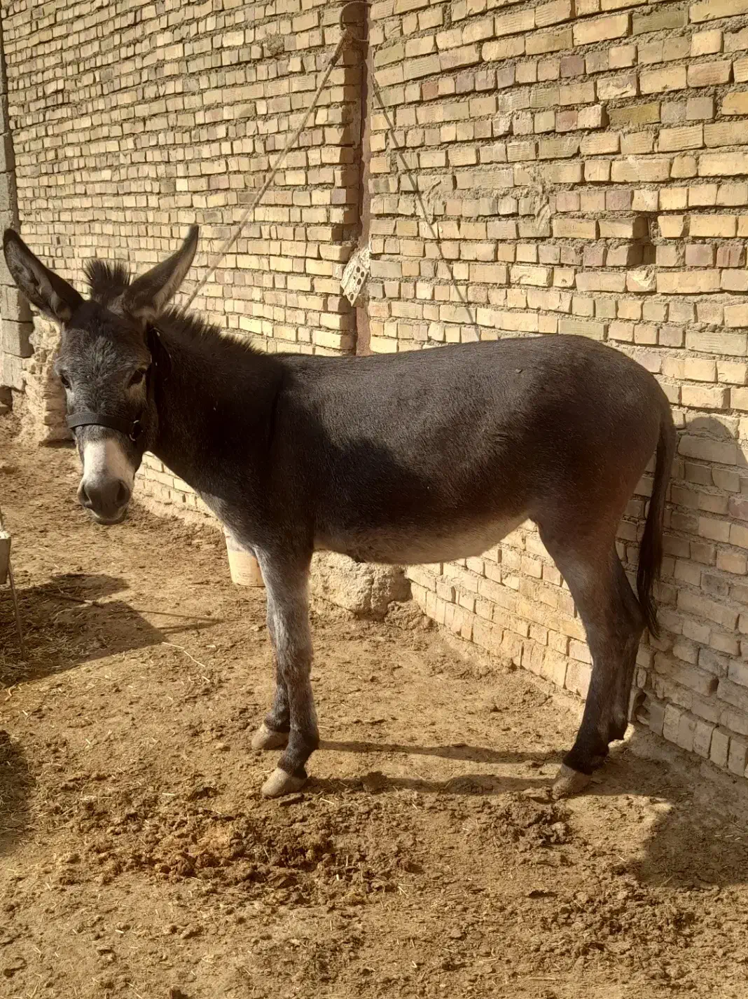 خر گله ای|حیوانات مزرعه|اصفهان, محمودآباد|دیوار