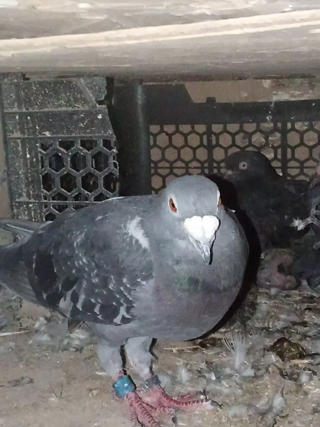 کبوتر|پرنده|خاش, |دیوار