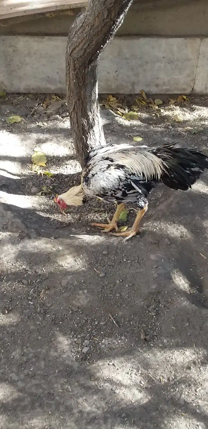 خروس لاری صابونی ۶ ماهه|حیوانات مزرعه|مشهد, امیرآباد|دیوار