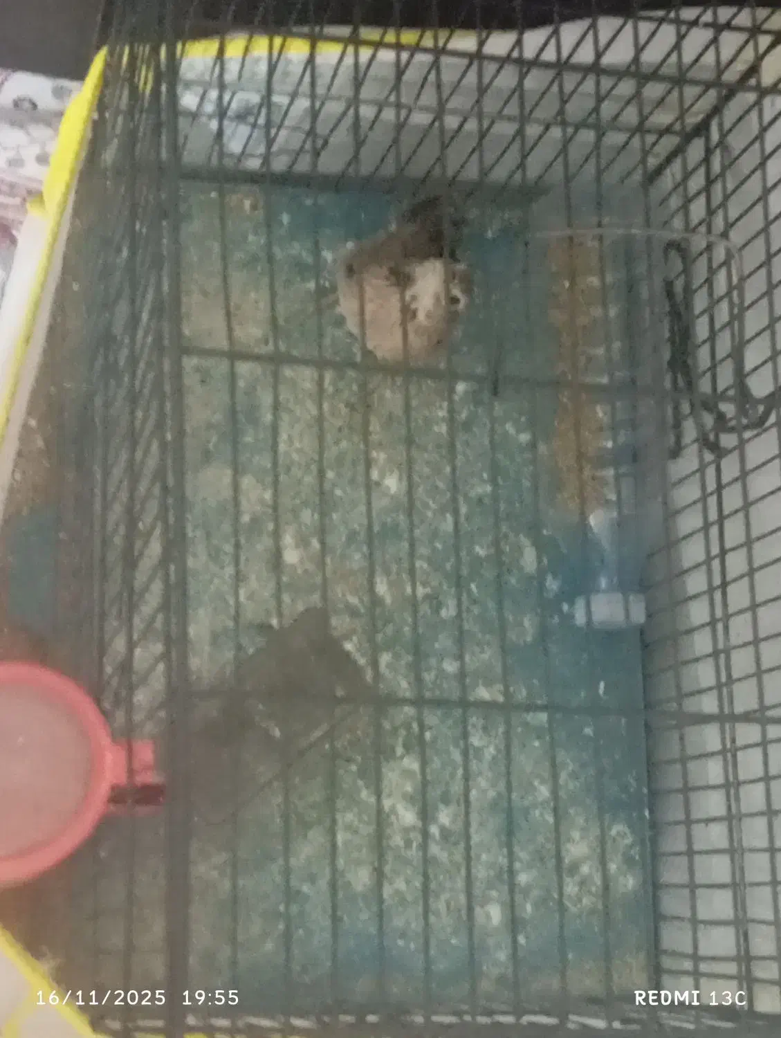 پرنده|پرنده|کرمان, |دیوار