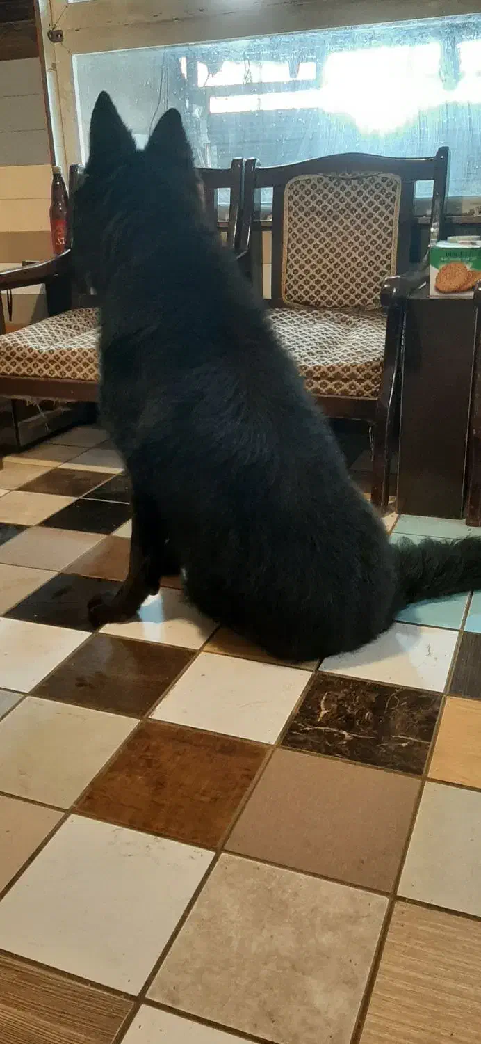 فروش یه قلاده ژرمن بلک اصیل|سگ|بابل, |دیوار