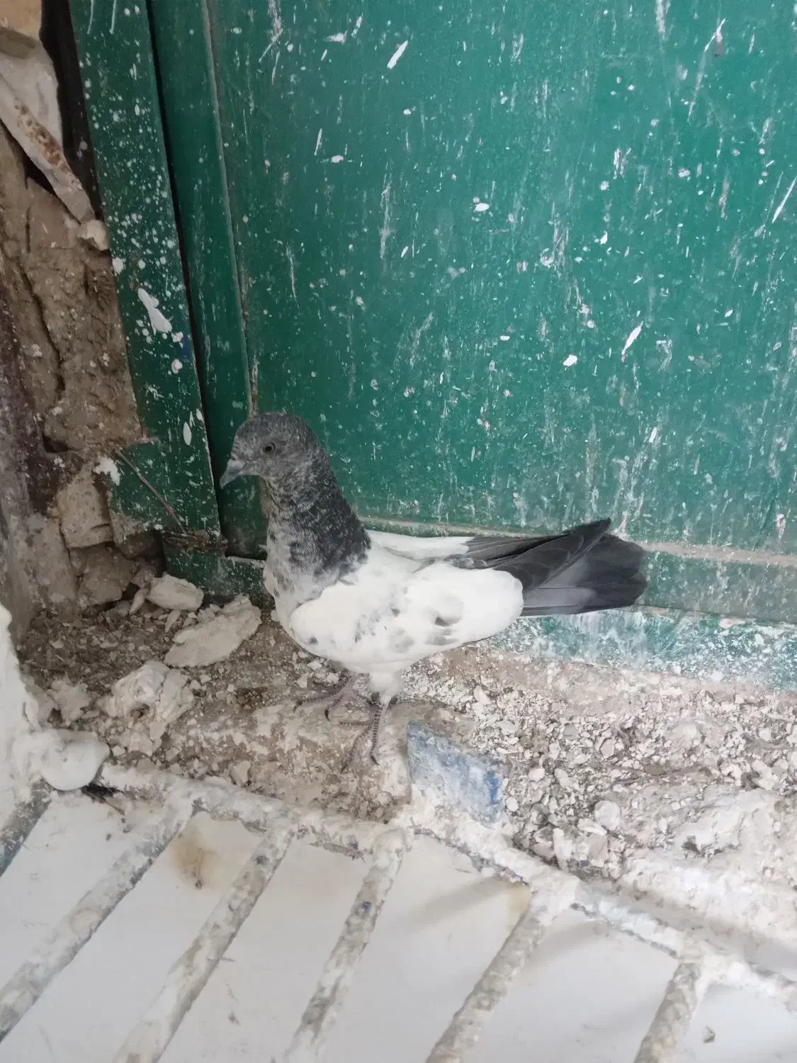 کبوتر پاکستانی|پرنده|سرپل ذهاب, |دیوار