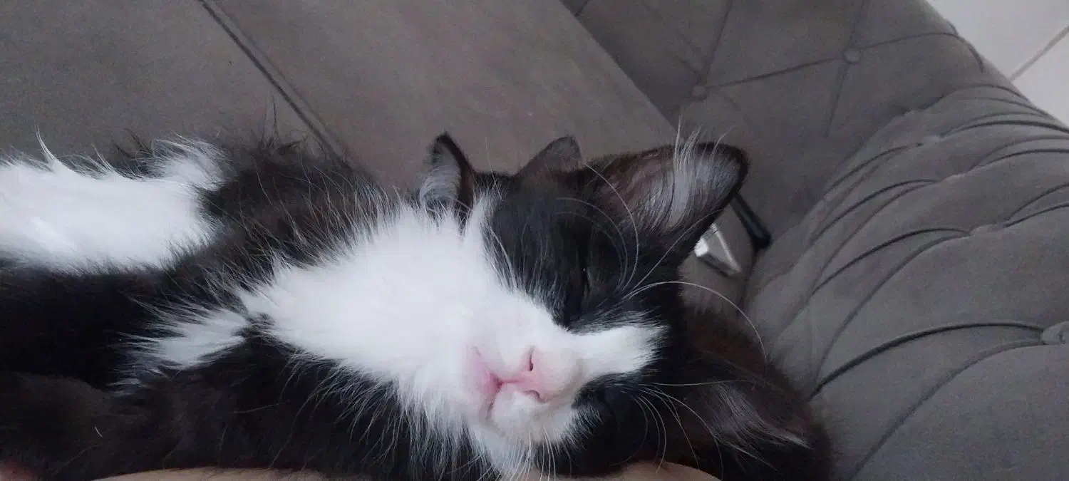 بچه گربه|گربه|پرند, فاز ۵|دیوار