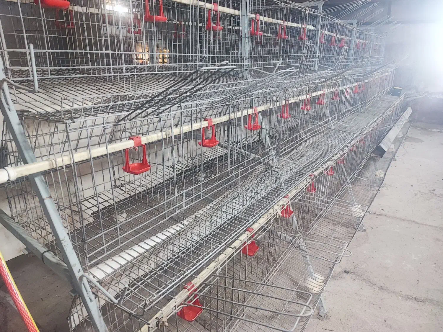 قفس مرغ تخمگذار|فروشگاه و مغازه|قم, نوبهار|دیوار