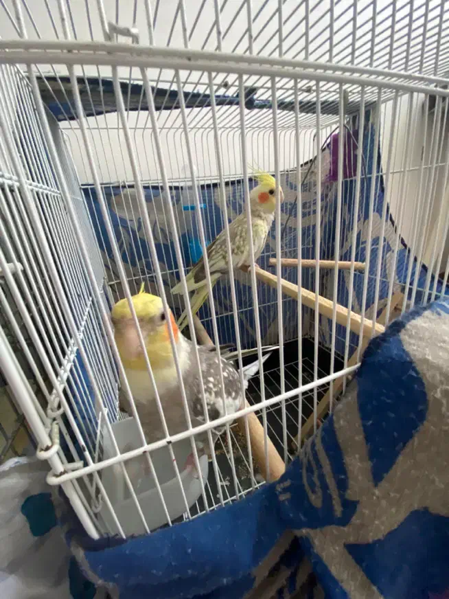 طوطی|پرنده|فومن, |دیوار