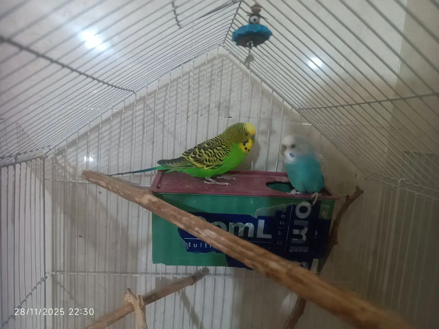 مرغ عشق|پرنده|فیروزآباد (فارس), |دیوار