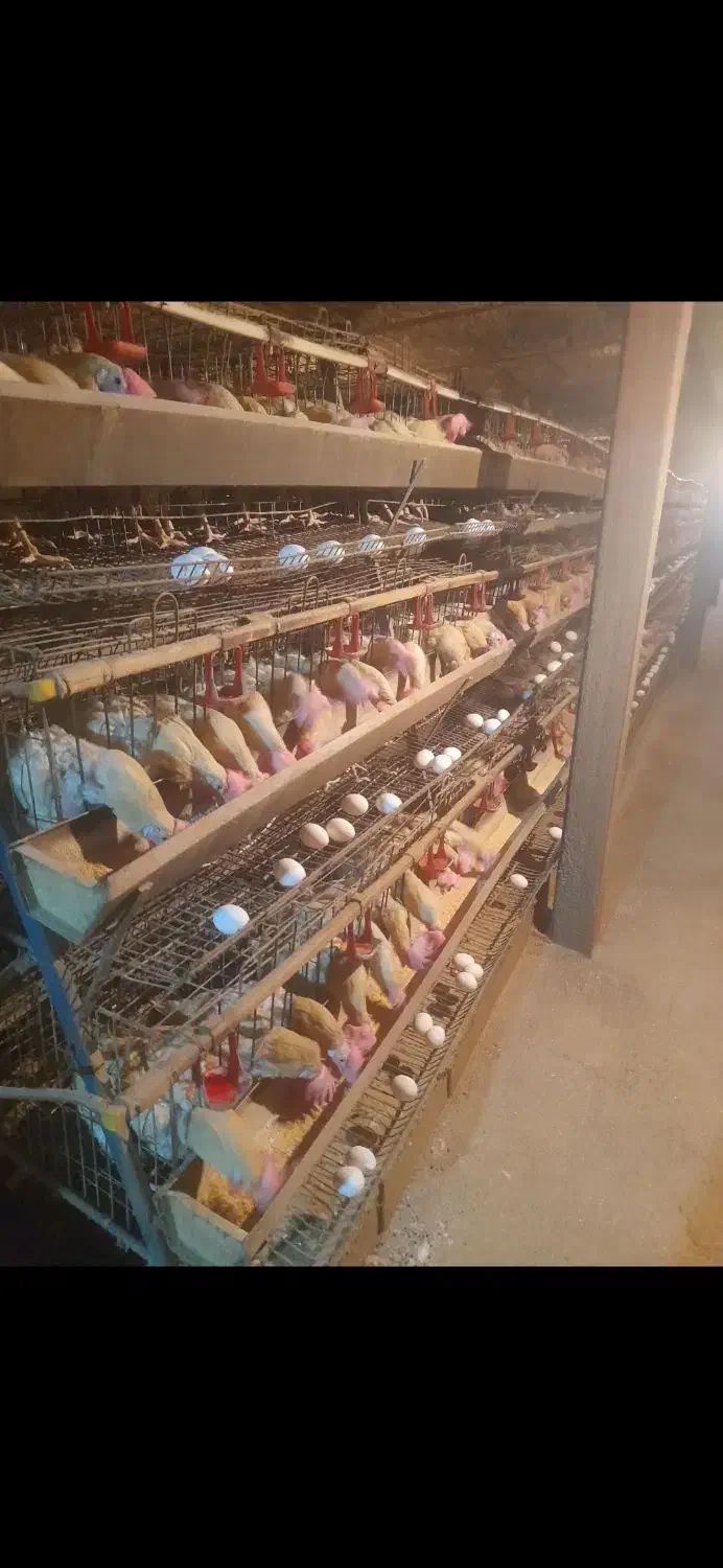 مرغ لگهورن|حیوانات مزرعه|قیدار, |دیوار