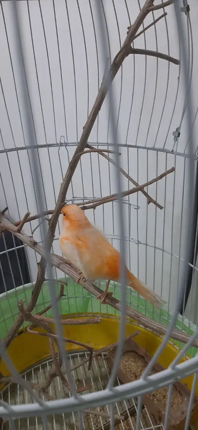 قناری نر مست|پرنده|بندرعباس, |دیوار