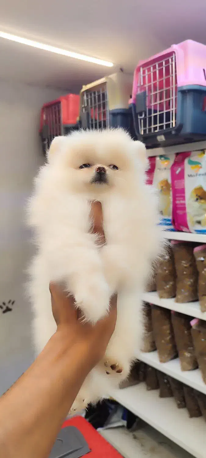 پامر|سگ|مشهد, ویلاشهر|دیوار