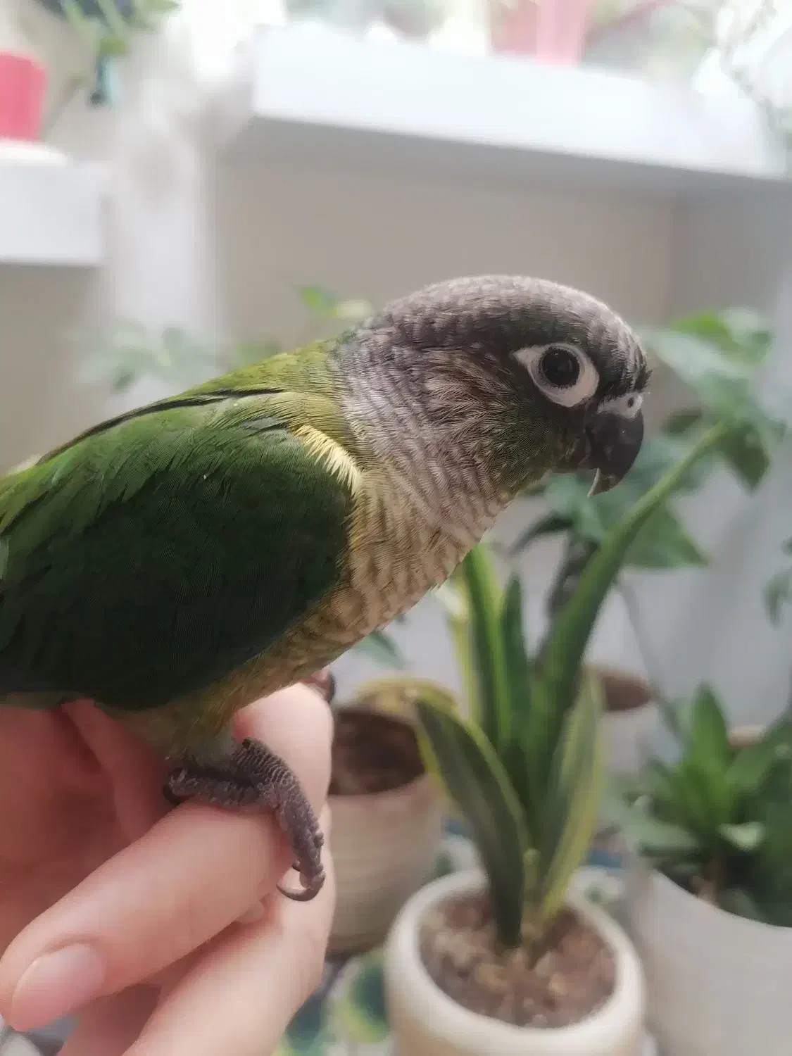 گیرنچک لئوساید دستی|پرنده|اصفهان, عمان سامانی|دیوار