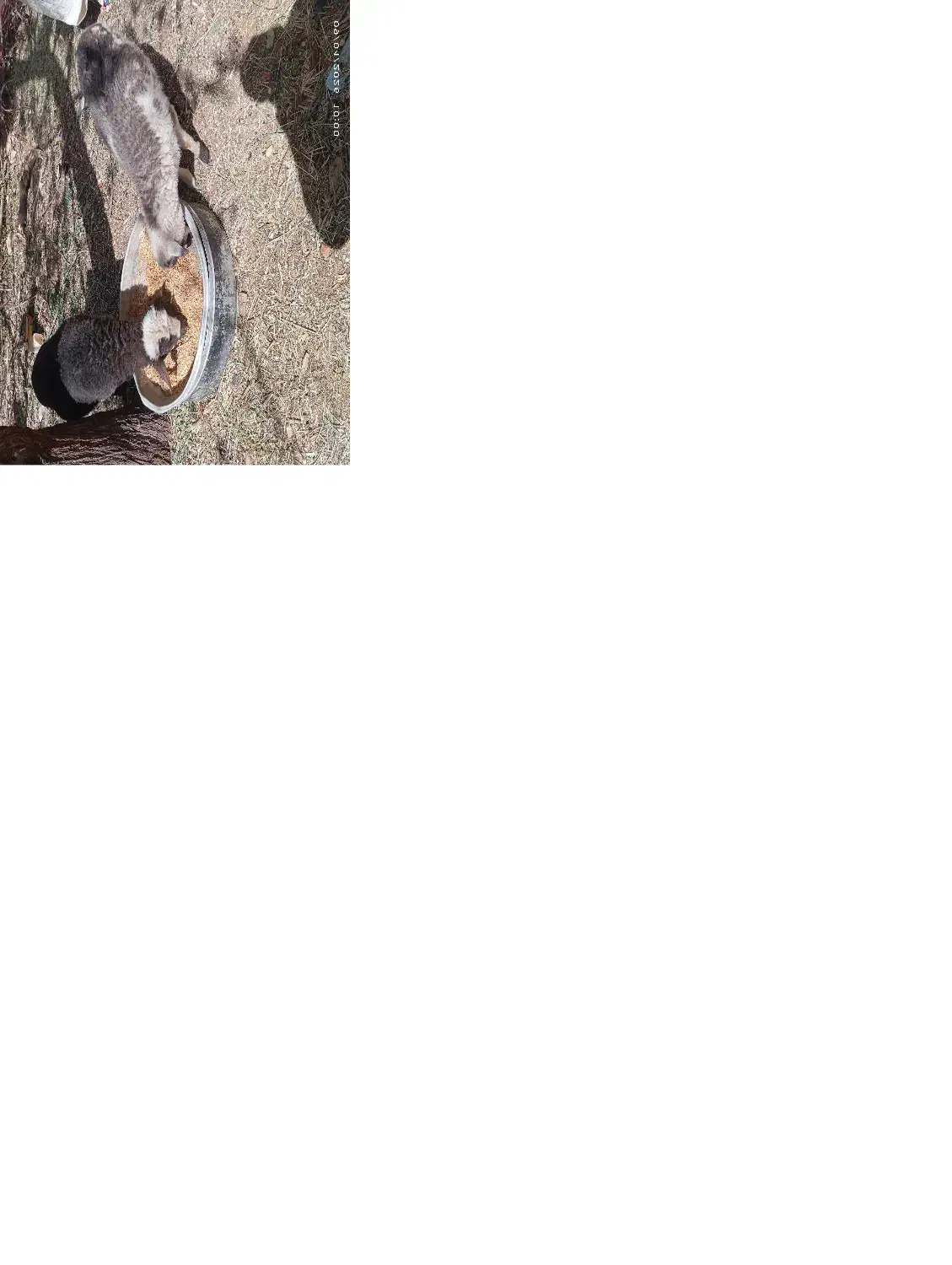 24000000|گربه|اصفهان, راران|دیوار