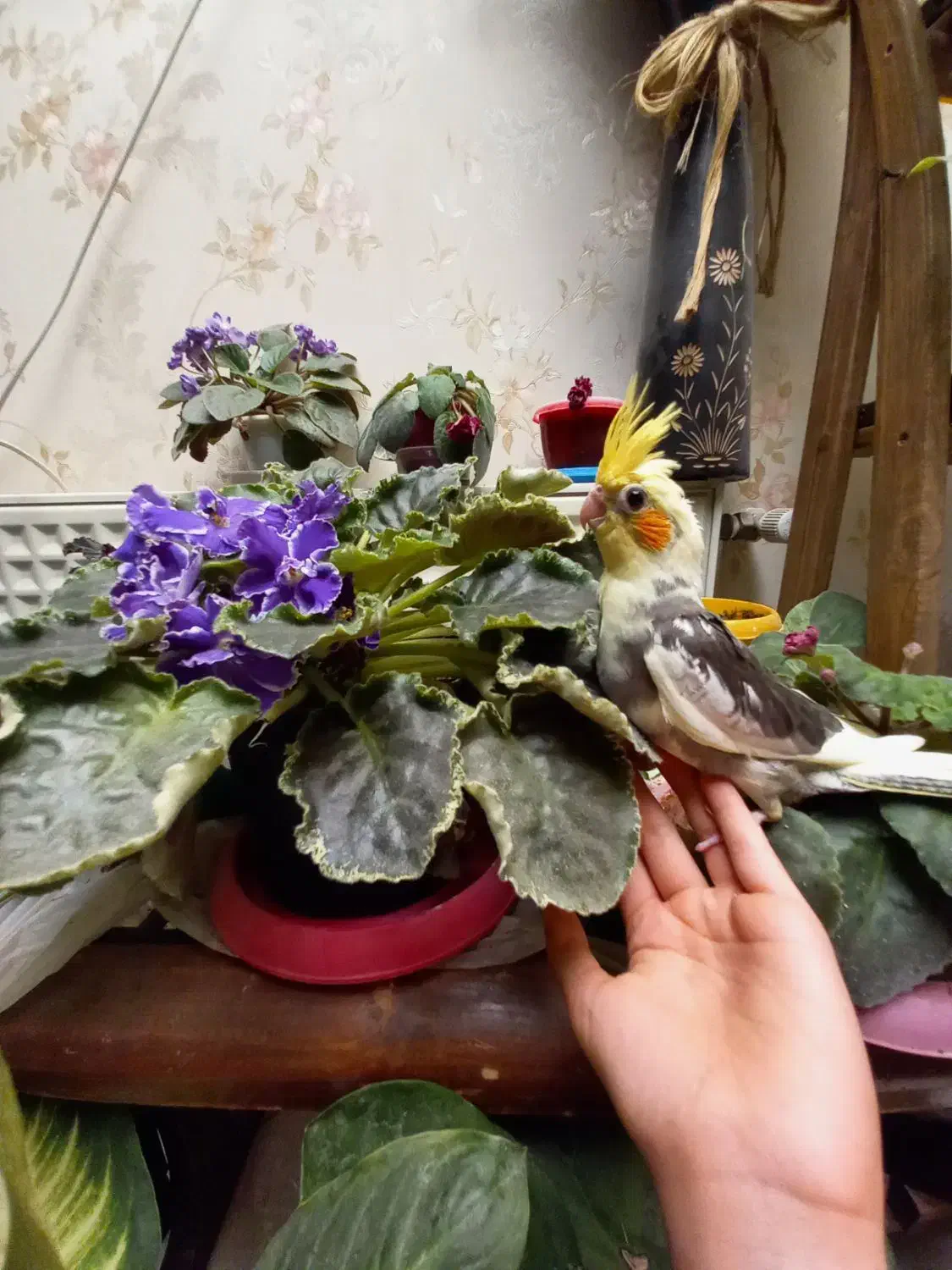 جوجه عروس هلندی تاج پرنسس سینه پر در محیط طبیعی|پرنده|فردیس, شهرک شهید حسینی|دیوار