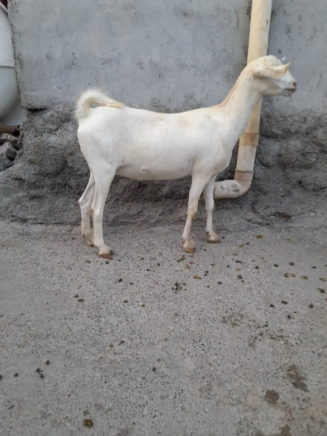 کهره سالم سرحال|حیوانات مزرعه|میناب, |دیوار