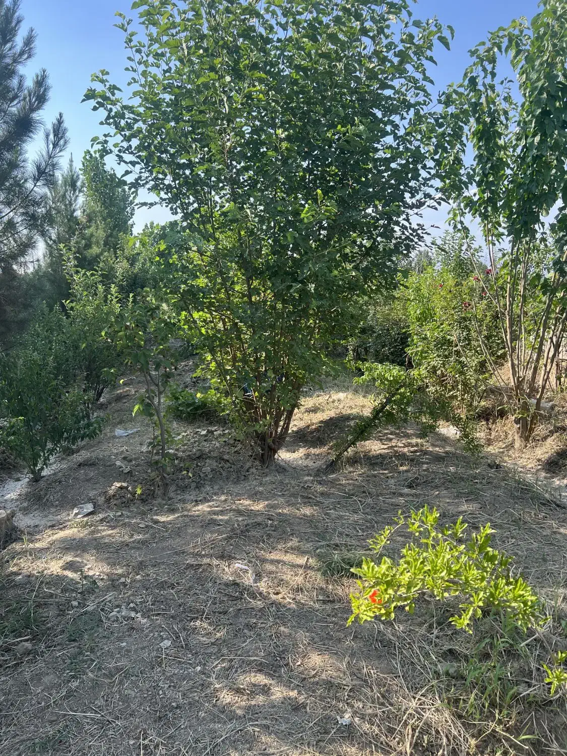 ۳۰۰ متری (صفا)درشاهجعفری|فروش زمین و ملک کلنگی|چهاردانگه (تهران), |دیوار