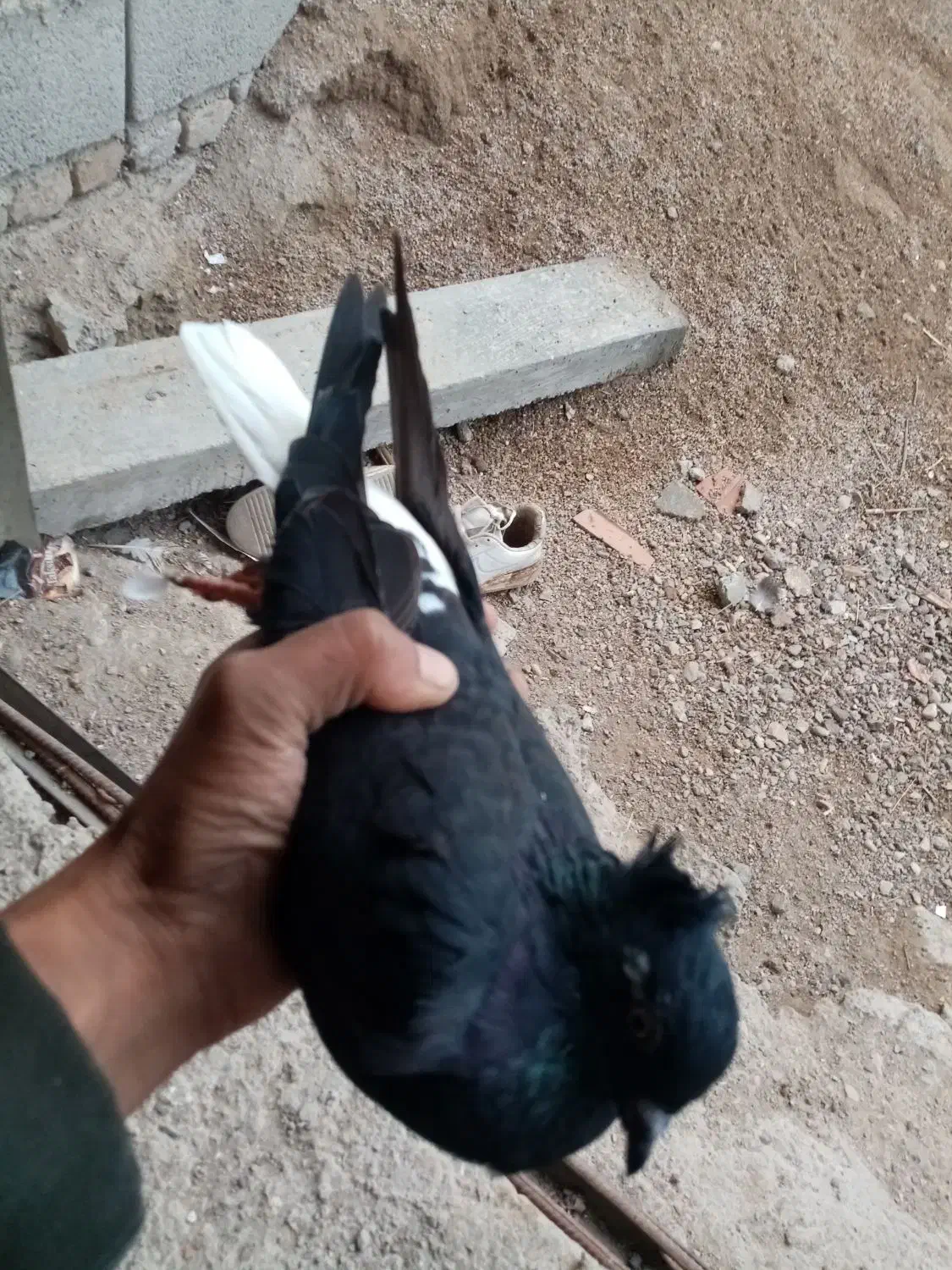 کبوتر فروشی نگین شهر|پرنده|آزادشهر, |دیوار