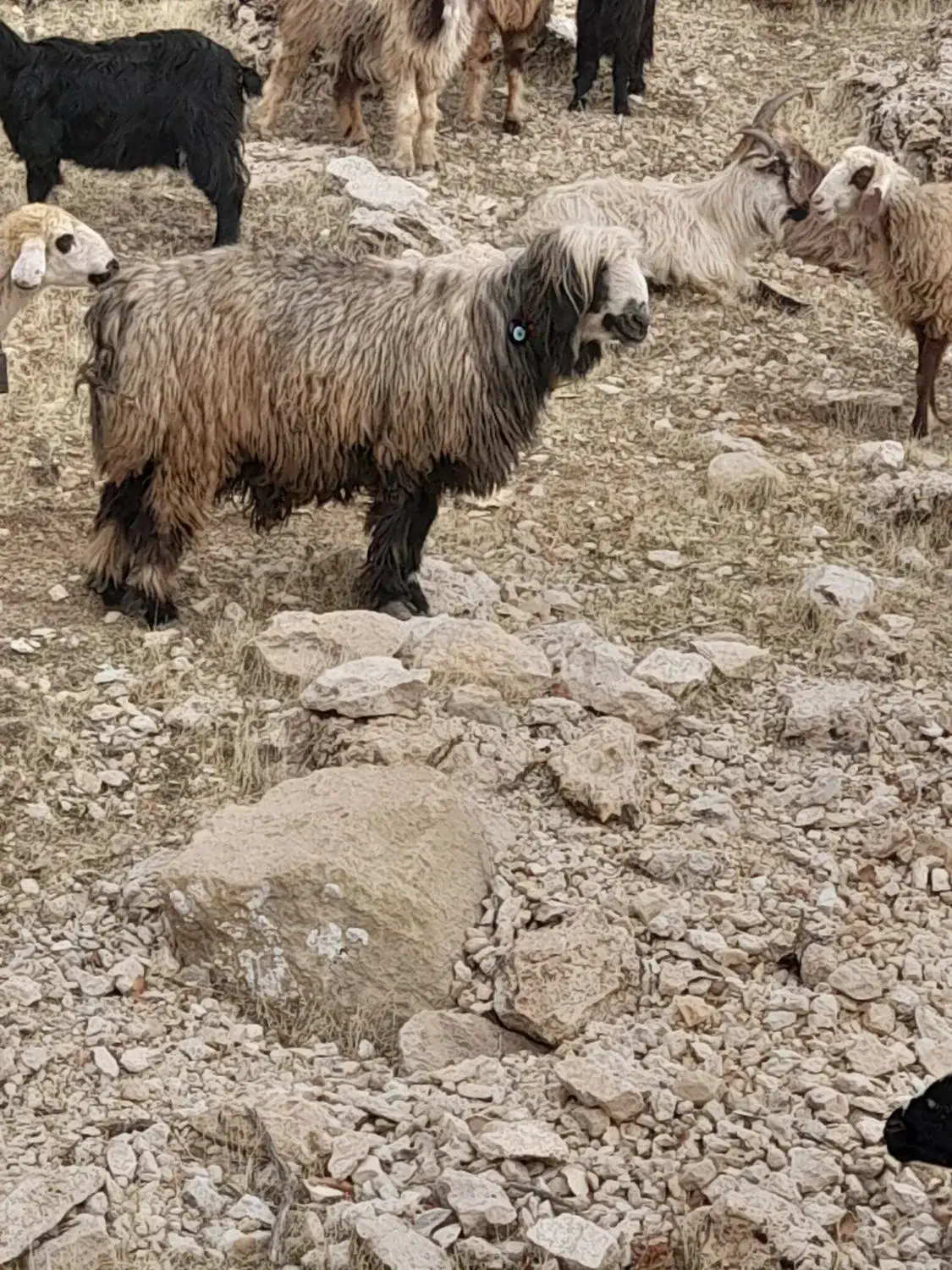 قوچ فروشی|حیوانات مزرعه|رودشت (چهارمحال و بختیاری), |دیوار