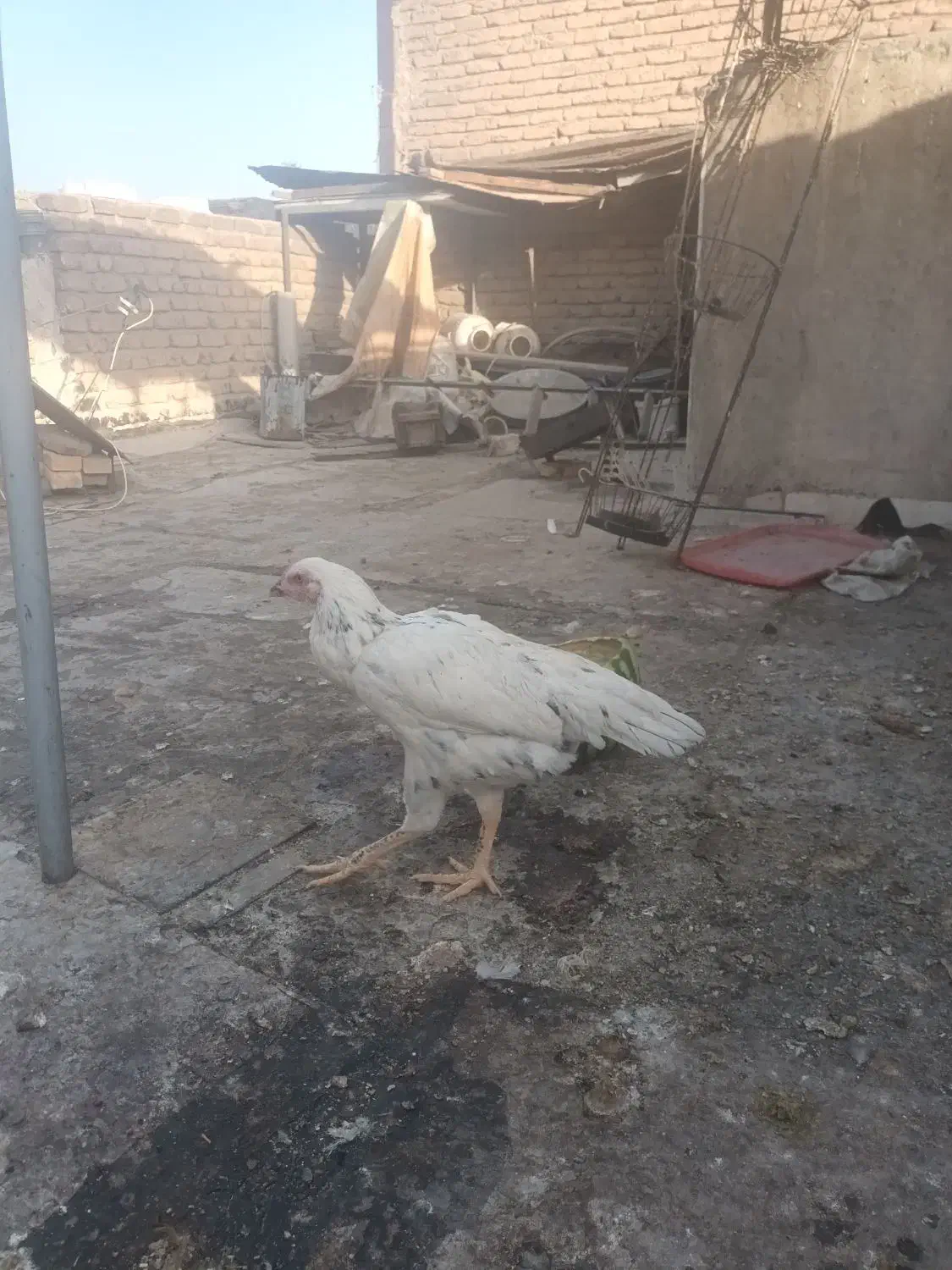 مرغ وخروس برهما|حیوانات مزرعه|تهران, بهارستان|دیوار