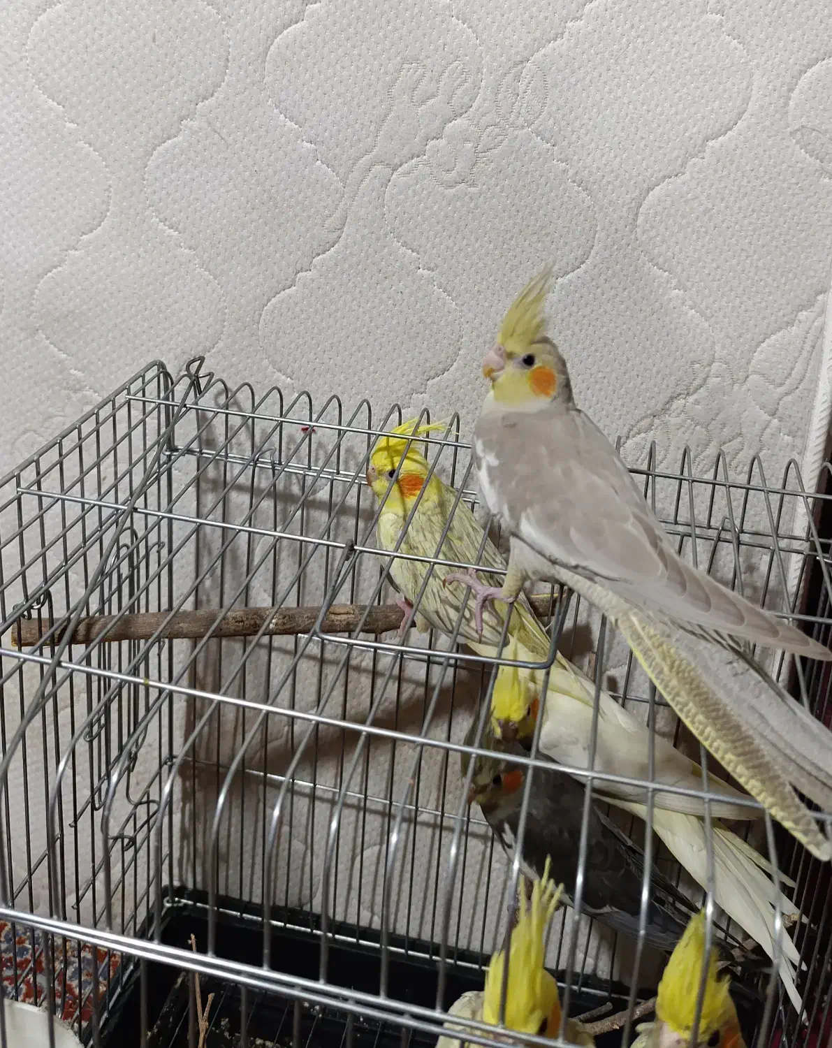 عروس هلندی|پرنده|آبیک, |دیوار