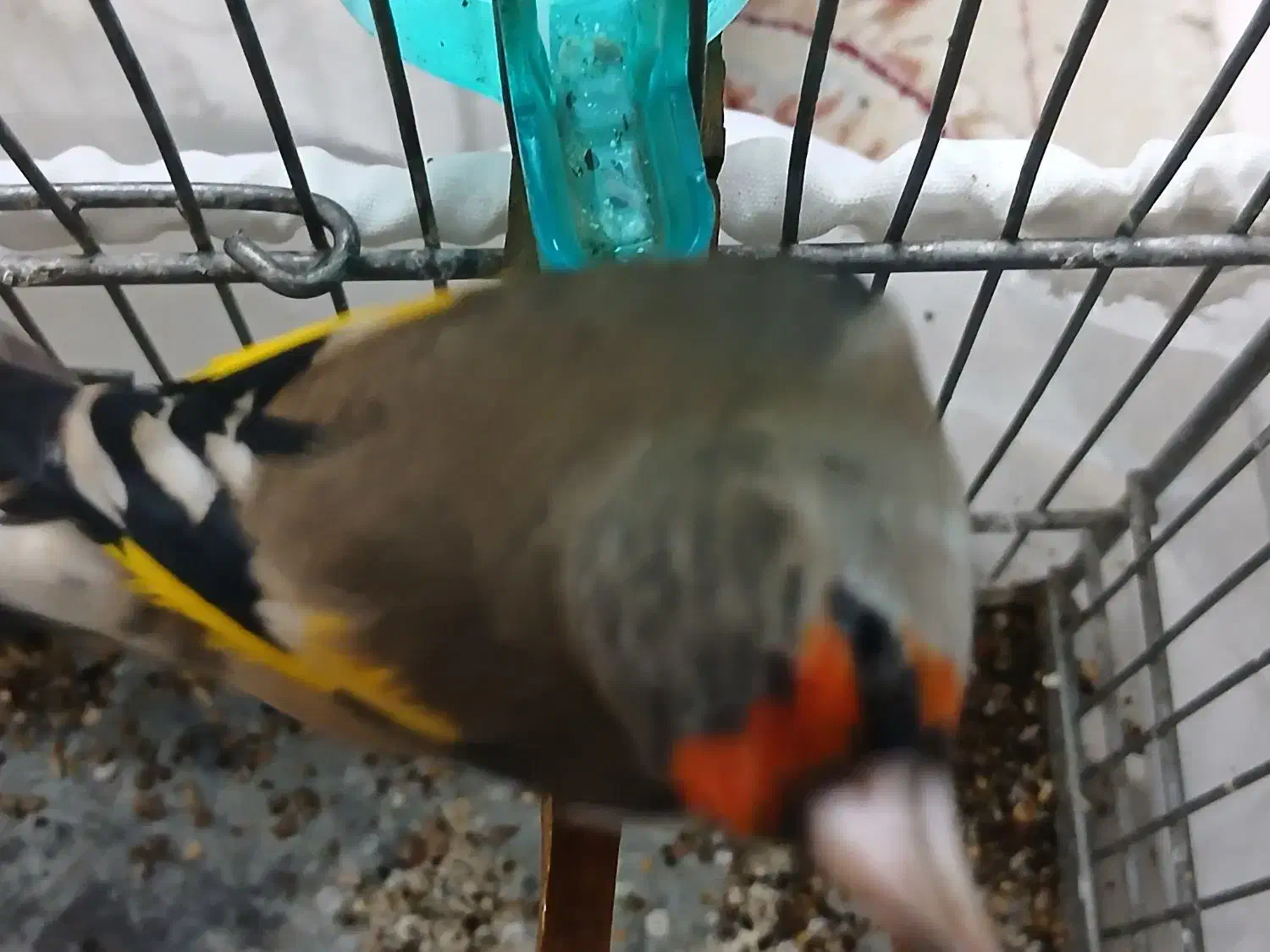 سهره نر دو رگ|پرنده|تهران, مطهری|دیوار