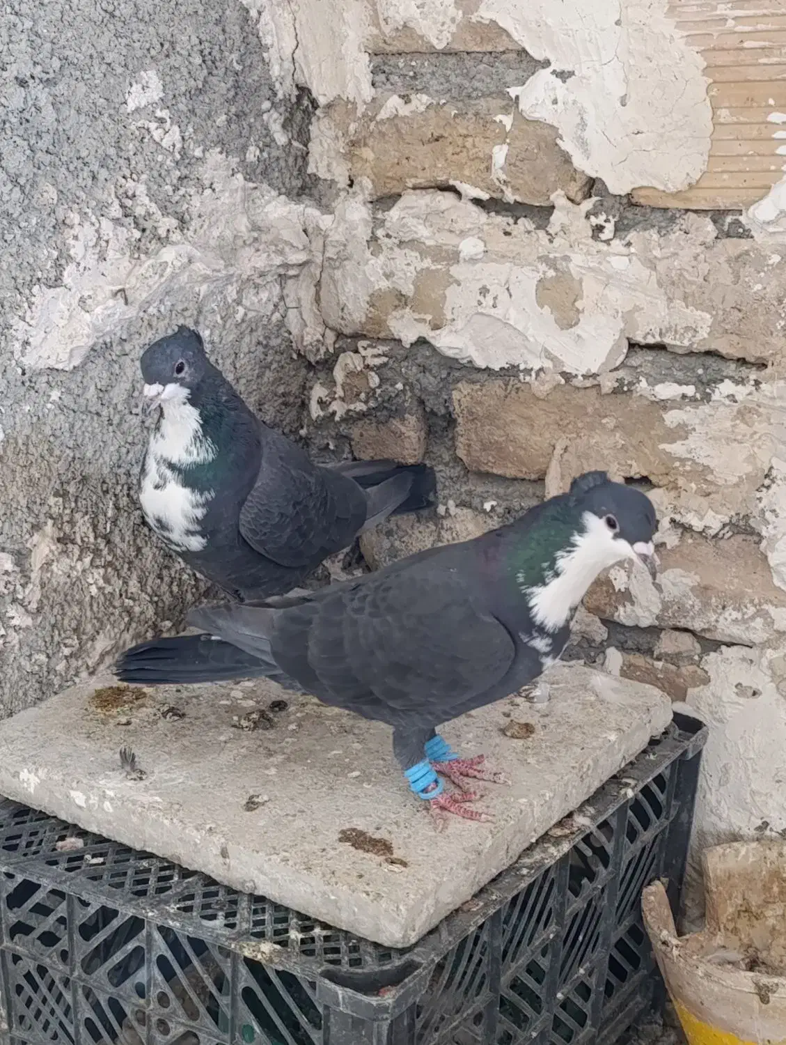 کرباتی|پرنده|شیروان (خراسان), |دیوار